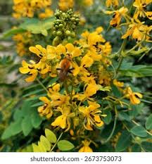 Attēlu rezultāti vaicājumam “Leguminosae”