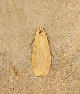 Attēlu rezultāti vaicājumam “Eilema sororcula”