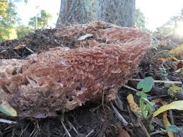 Image result for Podoscypha multizonata
