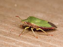 Attēlu rezultāti vaicājumam “Palomena prasina imago”