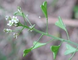 Attēlu rezultāti vaicājumam “Capsella bursa-pastoris bud”