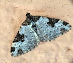 Attēlu rezultāti vaicājumam “Xanthorhoe fluctuata”