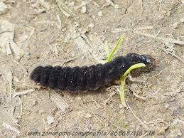Attēlu rezultāti vaicājumam “Cantharis fusca larva”
