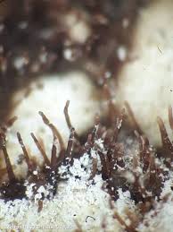 Attēlu rezultāti vaicājumam “Melanospora lagenaria”