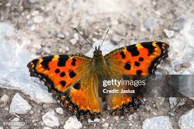 Attēlu rezultāti vaicājumam “Nymphalis polychloros”