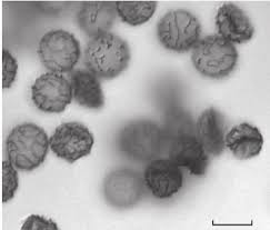 Attēlu rezultāti vaicājumam “Symphytocarpus flaccidus”