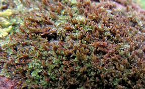 Attēlu rezultāti vaicājumam “Anastrophyllum hellerianum”