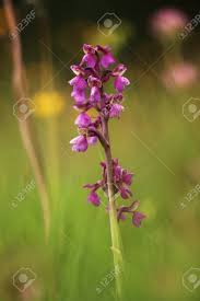 Attēlu rezultāti vaicājumam “Orchis morio”