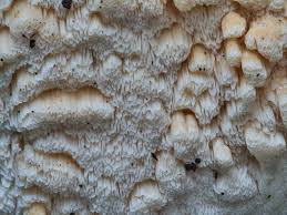 Attēlu rezultāti vaicājumam “Junghuhnia pseudozilingiana”