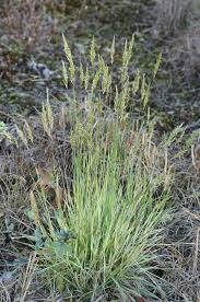 Attēlu rezultāti vaicājumam “Anthoxanthum odoratum fruit”