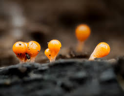 Attēlu rezultāti vaicājumam “Enteridium variabile spores”