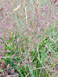 Attēlu rezultāti vaicājumam “Agrostis canina”