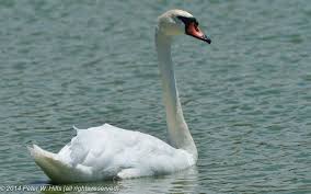 Attēlu rezultāti vaicājumam “Cygnus olor adult”