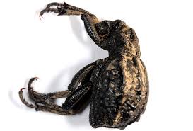 Image result for Brachycerus undatus