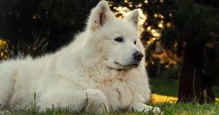 Afbeeldingsresultaat voor honden