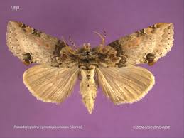 Attēlu rezultāti vaicājumam “Drepanidae”