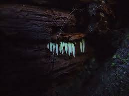 Attēlu rezultāti vaicājumam “Mucronella subtilis”