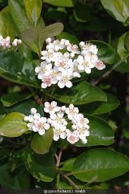 Attēlu rezultāti vaicājumam “Aronia melanocarpa flower”