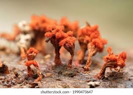 Attēlu rezultāti vaicājumam “Metatrichia sp.”