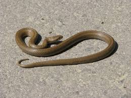 Attēlu rezultāti vaicājumam “Coronella austriaca”