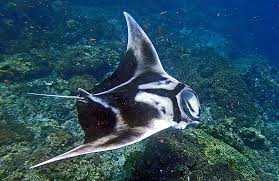 Image result for Mobula birostris