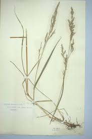 Attēlu rezultāti vaicājumam “Festuca pratensis”