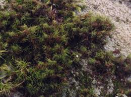 Attēlu rezultāti vaicājumam “Paraleucobryum longifolium sporophyte”