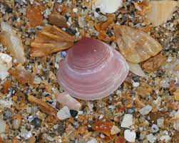 Attēlu rezultāti vaicājumam “Macoma baltica”