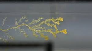 Attēlu rezultāti vaicājumam “Physarum conglomeratum”