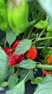 Afbeeldingsresultaat voor paper lantern hot pepper