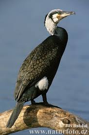 Attēlu rezultāti vaicājumam “Phalacrocorax carbo”