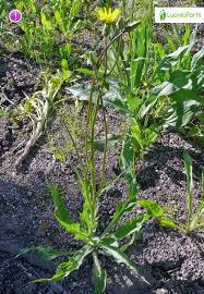 Attēlu rezultāti vaicājumam “Scorzonera humilis bud”