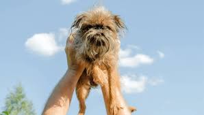 Image result for brüsseler giffon