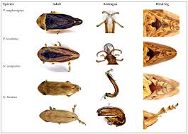 Attēlu rezultāti vaicājumam “Neophilaenus lineatus”