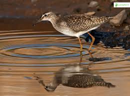 Attēlu rezultāti vaicājumam “Tringa glareola adult”