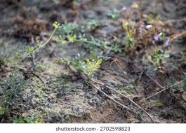 Attēlu rezultāti vaicājumam “Matricaria discoidea”