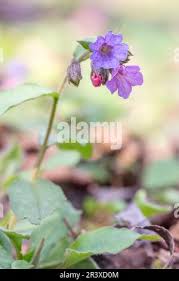 Attēlu rezultāti vaicājumam “Pulmonaria obscura”