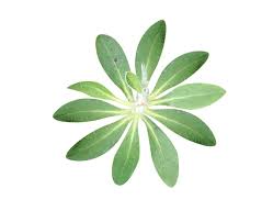 Attēlu rezultāti vaicājumam “Pilosella officinarum leaf”