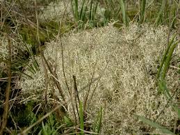Attēlu rezultāti vaicājumam “Cladonia phyllophora”