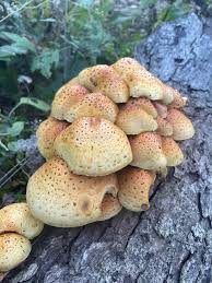 Attēlu rezultāti vaicājumam “Pholiota aurivella”