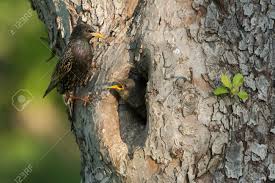 Attēlu rezultāti vaicājumam “Sturnus vulgaris nest”