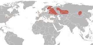 Attēlu rezultāti vaicājumam “Larus minutus”