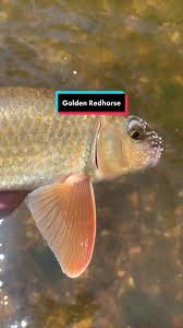 Image result for Moxostoma macrolepidotum