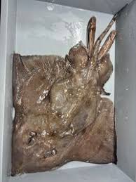 Image result for Amblyraja hyperborea