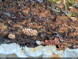 Attēlu rezultāti vaicājumam “Arcyria, Heterotrichia sp.”