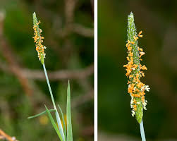 Attēlu rezultāti vaicājumam “Alopecurus aequalis flower”