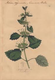 Image result for Melissa officinalis