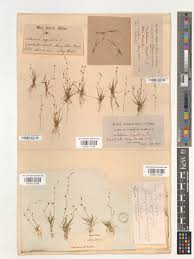 Attēlu rezultāti vaicājumam “Subularia aquatica”