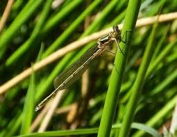 Attēlu rezultāti vaicājumam “Lestes sponsa”