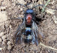 Attēlu rezultāti vaicājumam “Mutilla europaea”